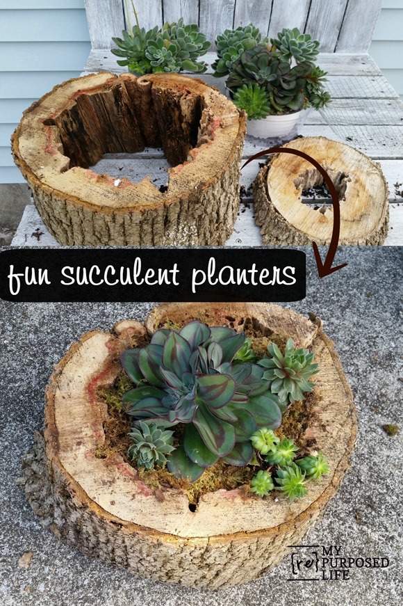 fun-succulent-planters-tree-trunks-myrepurposedlife-com_
