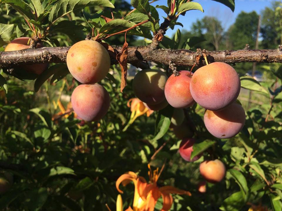 13524376_1257685954249095_4520532916453008166_n